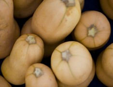 butternut squash Butternut Squash
