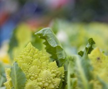 romanesco Romanesco