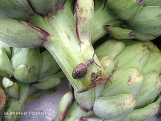 Artichoke Slug Artichoke Slug