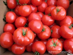 Deceptive Tomatoes Deceptive Tomatoes