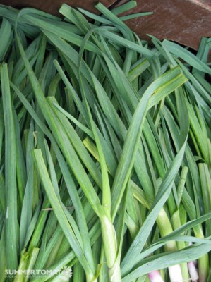 Flat Garlic Leaves