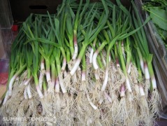 Green Garlic