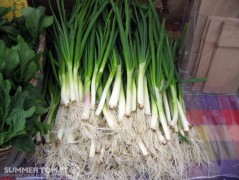 Green Onions