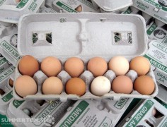 Marin Sun Farms Eggs Marin Sun Farms Eggs