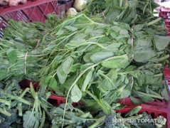 Pea Greens Pea Shoots