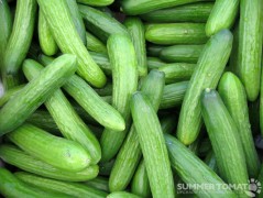 Mediterranean Cucumbers Mediterranean Cucumbers