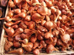 Shallots