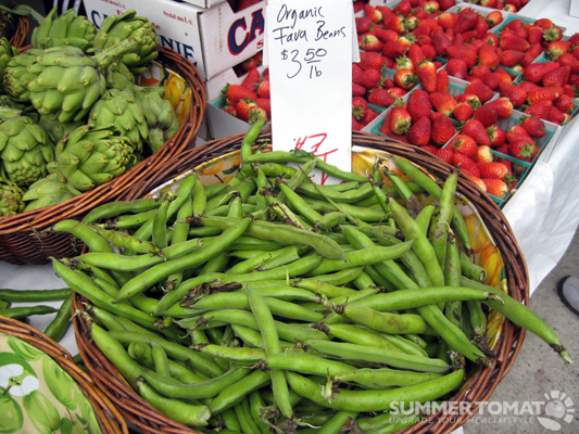 First Fava Beans First Fava Beans