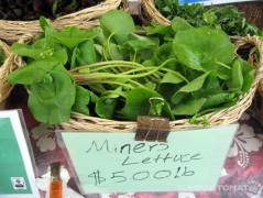 Miner's Lettuce