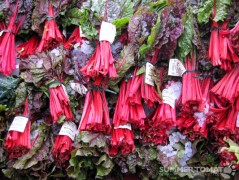 Ruby Chard