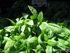 Basil
