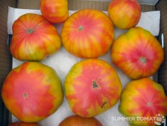 Crazy Tomatoes Crazy Tomatoes