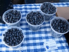 First Blueberries