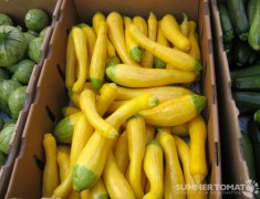 First Summer Squash