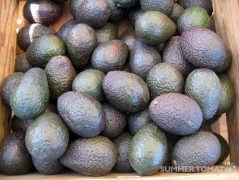 Haas Avocados