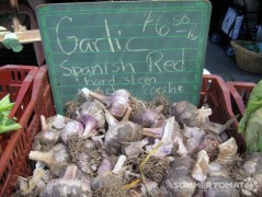 Spanish Red Garlic