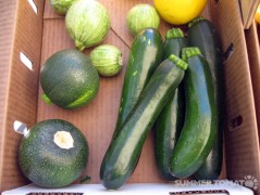 Summer Squash