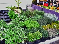 Herbs