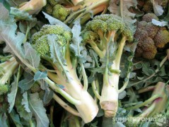 Adorable Broccoli Adorable Broccoli