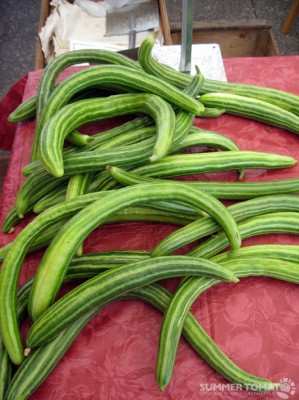 Armenian Cucumbers Armenian Cucumbers