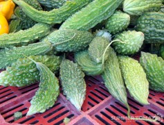 Bitter Melon