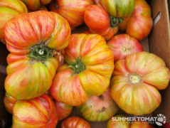 Heirloom Tomatoes Heirloom Tomatoes