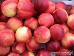 Nectarines Nectarines