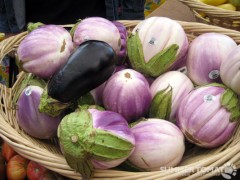 Rosa Bianca Eggplants Rosa Bianca Eggplants
