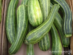 Summer Squash