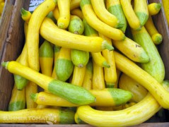 Zephyr Squash