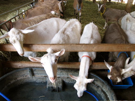 Nobel Springs Goat Farm Nobel Springs Goat Farm