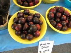 Muscadine Grapes Muscadine Grapes