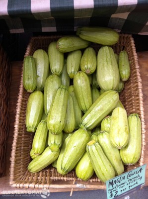 Magda Cousa Squash