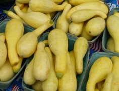 Yellow Squash