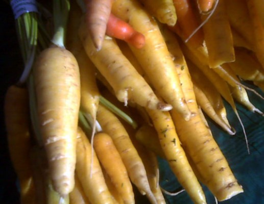 Yellow-Carrots Yellow Carrots