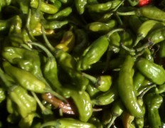 Shishito-Peppers Shishito Peppers