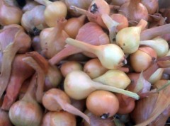 9-Shallots Shallots