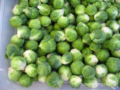 Baby Brussels Sprouts Baby Brussels Sprouts