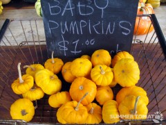 Baby Pumpkins