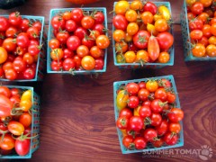 Cherry Tomatoes Cherry Tomatoes