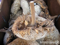 Dried Sunflower Seeds
