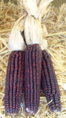 Autumn Corn Autumn Corn