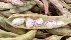 Red Kapps - Autumn Beans Red Kapps - Autumn Beans