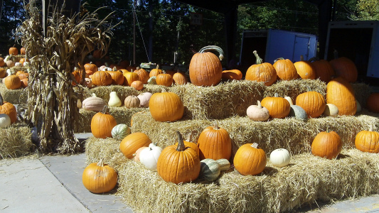 Charlotte Farmers Market Pumpkins Charlotte Farmers Market Pumpkins