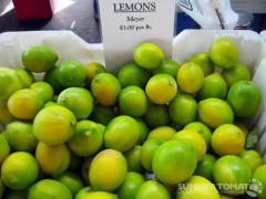 First Meyer Lemons