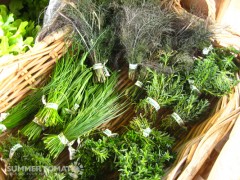 Fresh Herbs Fresh Herbs