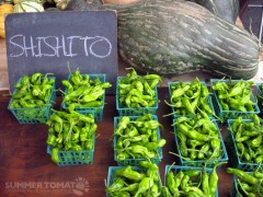 Shishito Peppers