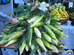 Sweet Corn