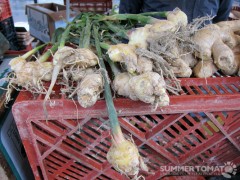 Ginger Root