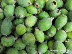 Pineapple Guava